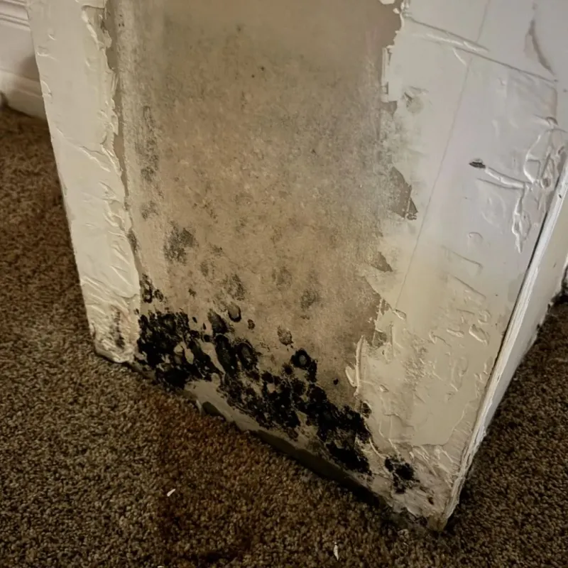 Professional Mold Removal in Jefferson County, AR